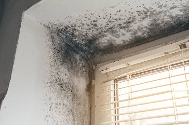 Affordable Commercial Mold Remediation solutions in Onley, VA